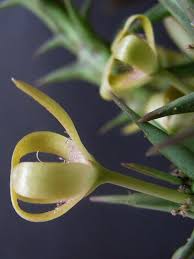 Image result for Orbea rogersii