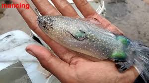 Mancing kakap putih dapat banyak sak bantal bantal lokasi ini berada didesa cara cepat strike mancing kakap putih di muara, umpan udang hidup. 2 Cara Mudah Memasang Umpan Cumi 2 Easy Ways To Use Squid As Bait By Arief Suhardiman