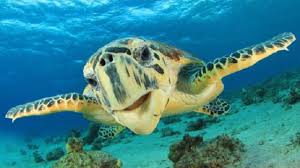 Oggi, martedì 8 giugno, è la giornata mondiale degli oceani. Giornata Mondiale Degli Oceani Le Iniziative Del 2018 Ideegreen It