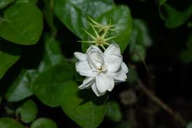 Image result for Jasminum breviflorum