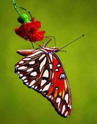 Butterfly With Carnation Clases De Mariposas Criaturas Hermosas Fotos De Mariposas