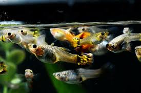 5 Reasons Why Your Guppies Hanging Around The Filter Waterworld Craze In 2020 Pet Fish Guppy Aquascape Aquarium