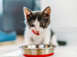 Squamous cell carcinoma is the most common oral cancer in cats. Can Cats Get Hiccups Here Are Some Cat Facts About Cat Hiccups