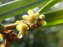 Image result for Secamone