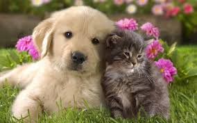 Mooie Katten Wallpapers En Katten Achtergronden Voor Je Bureaublad Prachtige Katten Foto S Voor Pc Of Laptop Maar Ook Tab Hond Wallpaper Dieren Behang Kittens