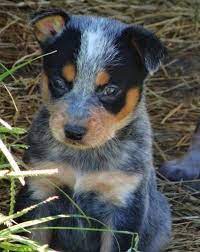 I have four gorgeous longhair miniature dachshunds for sale for six hundred dollars each, ready to go on sept. 18 Layla Texas Heeler Ideas Heeler Animals Cute Animals