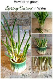 Here are the simple steps to regrowing green onions in a pot: Regrow Spring Onions In Water Fun Gardening Hack