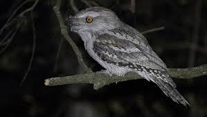 They are sometimes incorrectly referred to as mopoke, a common name for the australian boobook, whose call is often confused with tawny frogmouths'. Atlas Of The Birds Of Brisbane