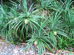 Image result for Pandanus odoratissimus