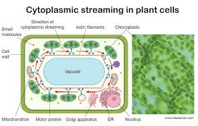 In plant cells, the function of vacuoles is to store water and maintain turgidity of the cell. Vacuole Function And Structure Extra Space Storage Rs Science