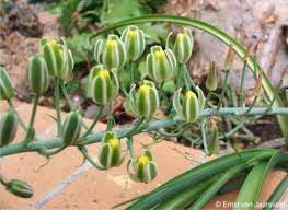 Image result for Albuca