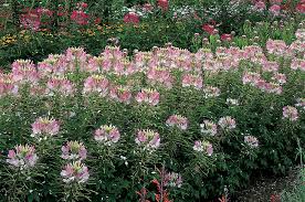 Image result for Cleome rubella