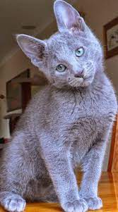 Pet S We Love Top 5 Most Expensive Cat Breeds Beautiful Cats Cats Blue Cats