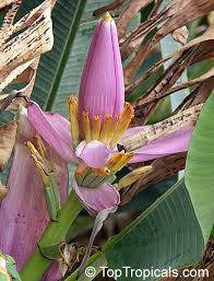 Image result for Musa sp. (Ornamental bananas)