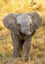 Pin On Cute Baby Animals