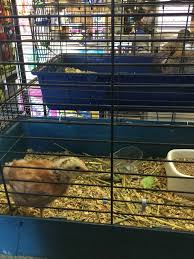 Select your destination country from the list below to learn all about their additional documentation and vet work may be required if you're starting your journey in another country and/or have a different type of pet. Vets Maitland Motto Farm Nsw 2324 Vet Australia