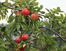 Choisir Ses Arbres Fruitiers Formes Et Varietes Arbre Fruitier Fruitier Arbre Fruitier Nain
