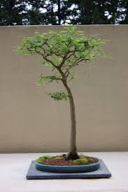 I carved the slab from a piece of pennsylvania bluestone. 75 Bald Cypress Bonsai Ideas Bald Cypress Bonsai Bonsai Tree
