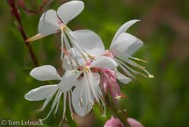 Image result for Oenothera lindheimeri