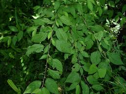 Image result for Acalypha chirindica