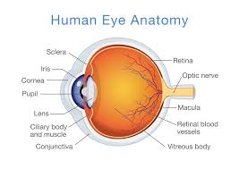 The human body is the entire structure of a human organism and consists of a head neck torso two arms and two legs. Structure And Function Of The Human Eye
