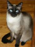 Siamese - Wikipedia