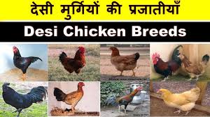 We did not find results for: Desi Chicken Breeds Organic Farming Desi Chicken Video Series Part 1 Youtube