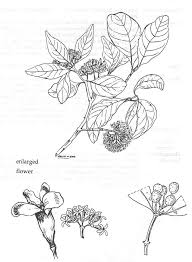 Image result for Olinia rochetiana
