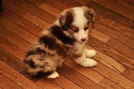 Dinces llc is located in new york. Australian Shepherd Dog Shipping Rates Services