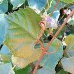 Image result for Rhoicissus tomentosa