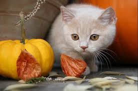 pochemu kotenok chihaet prichiny soputstvuyushie simptomy pomosh i lechenie