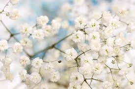 Maybe you would like to learn more about one of these? How To Grow Baby S Breath Gypsophila Gardener S Path