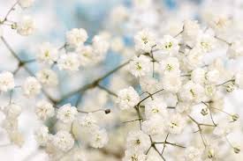 Cute flower stock photos and images. How To Grow Baby S Breath Gypsophila Gardener S Path