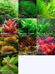 Image result for Rotala fluitans