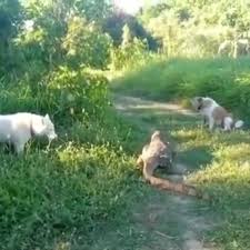 Doggy Style - Young Girl Rides a Dog Wild