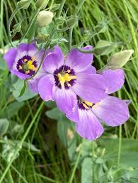 Image result for eustoma maurine