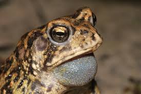 Houston toad, we have a problem ...