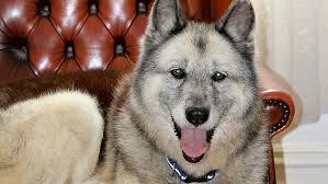 Mezcla De Pastor Aleman Y Husky Todo Lo Que Necesita Saber Sobre Gerberian Shepsky Amante De Mascotas Dedicado A Las Mascotas De Todo Tipo Con Informacion De Los Amantes De