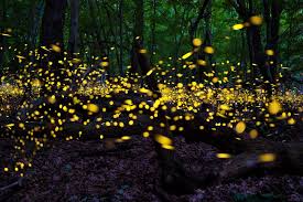 نتیجه جستجوی لغت [fireflies] در گوگل
