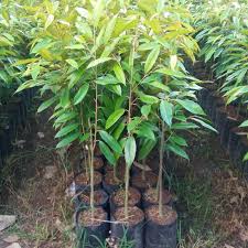 Jual benih durian musang kingagro sejahterasupplier bibit tanaman & pohonjl. Jual Bibit Tanaman Buah Durian Musang King Super Bibit Murah Kota Tangerang Selatan Bejo Bibit Subur Tokopedia