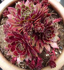 Extremely easy to grow in hot sunny spots, spreading to fill in nicely. Photo Of The Entire Plant Of Hen And Chicks Sempervivum Red Lion Posted By Melissahopper Garden Org