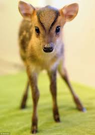 Exotic pets are largely considered to be hard to care for, but some are. 35 Muntjacs Deer Ideas Deer Animals Wild Animals