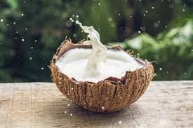 Coconut oil has a very versatile and potent nature. Can Cats Drink Coconut Milk What You Need To Know Excitedcats