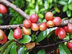 Image result for Englerophytum natalense