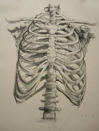 Rib cage (anatomy drawing class). Rib Cage Skeleton Drawings Anatomy Art Rib Cage Drawing