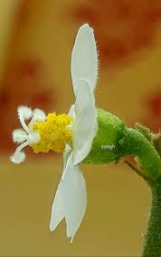 Image result for Hibiscus micranthus