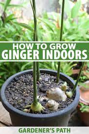 To grow ginger from home, you simply begin by picking up ginger root from a grocery store. How To Grow Ginger Indoors Gardener S Path