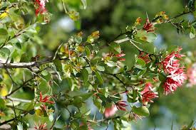 Image result for Carissa spinarum