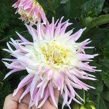 Dinner Plate Dahlia Caproz Josephine Looking Quite Different This Year To Its Flowers Last Year It S Much Paler But Stil Dahlia Flower Pink Flowers Dahlia