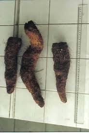 Image result for Dioscorea schimperiana